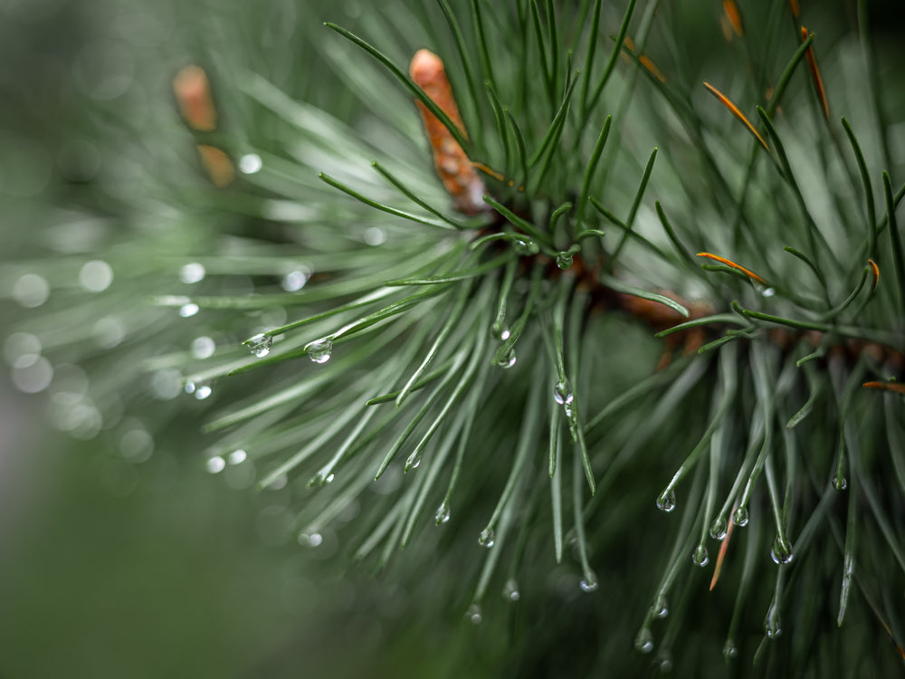 Wassertropfen an einem Zirbenast